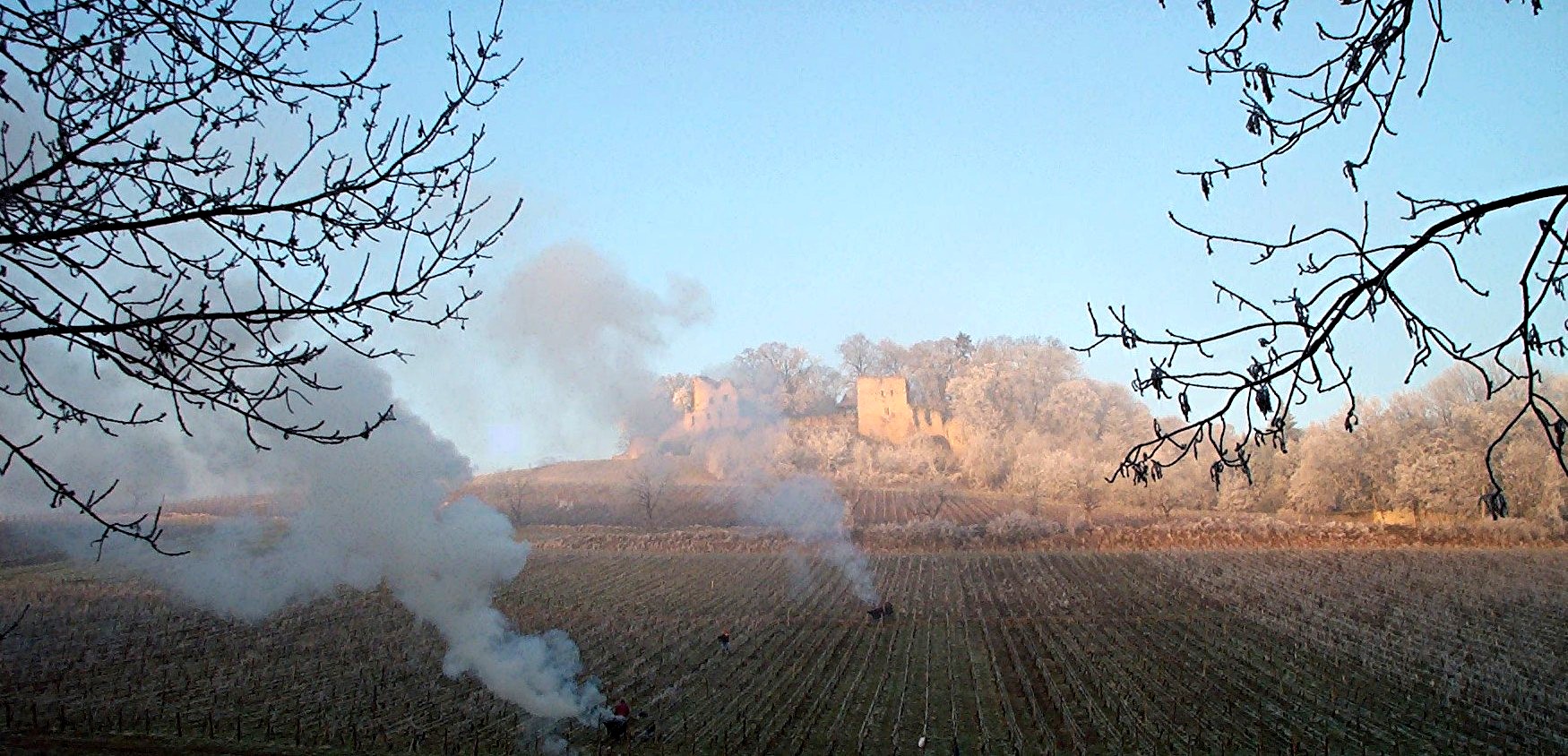 Travail de taille en hiver - Chateau d’Arlay © CIVJ