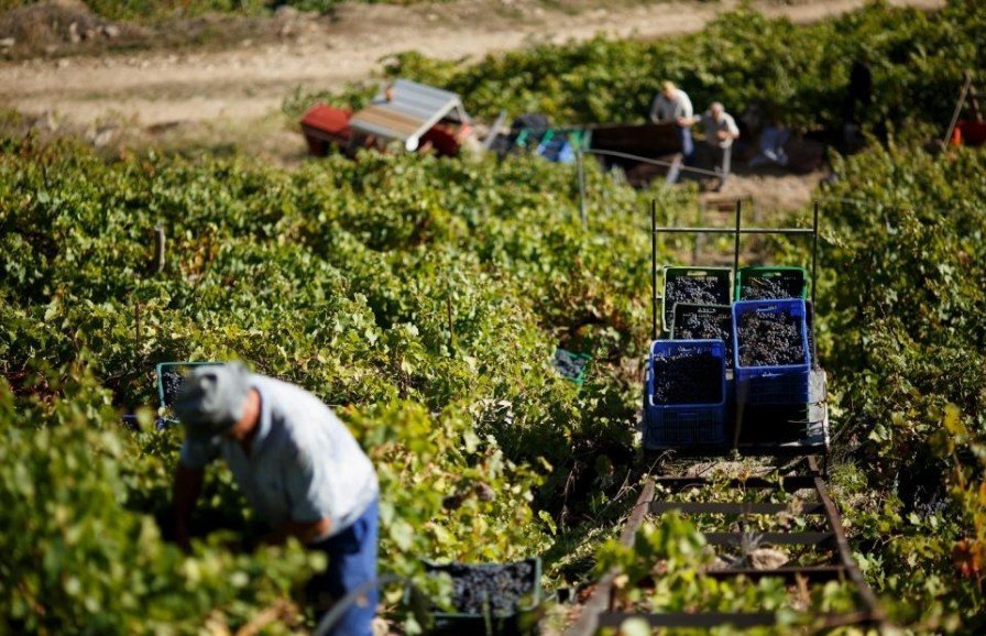 2017年波爾多葡萄酒產量下降43%